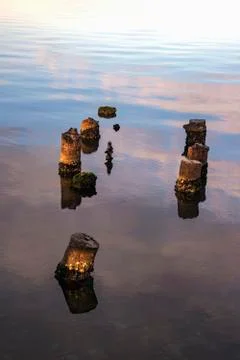 Dead tree stumps In the water Stock Photos