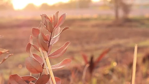 Dead tree in summer Stock Footage 169797191