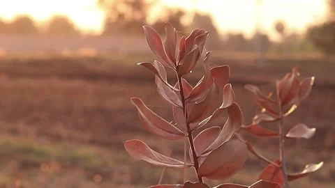 Dead tree in summer Stock Footage 169797192