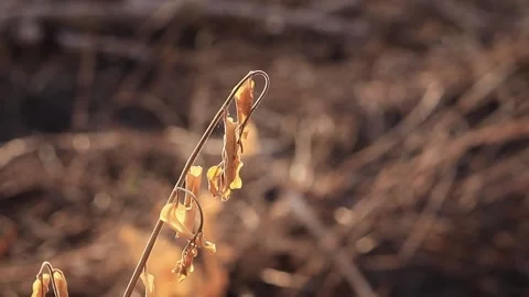 Dead tree in summer Stock Footage 169797356