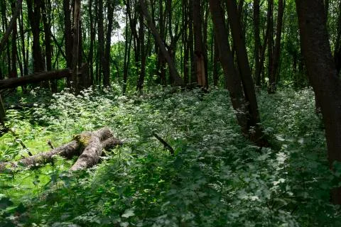 Dead Tree in Summer Forest Stock Photos