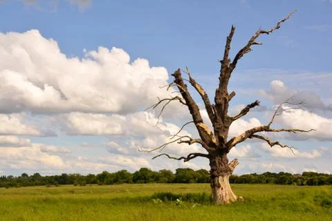 Dead Tree in Summer Stock Photos