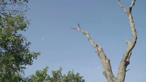 Dead tree in the sun and trees with green leaves Stock Footage 96077923