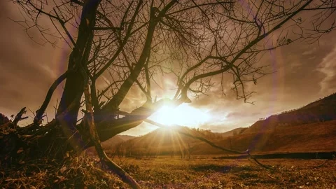 Dead tree in the sun Stock Footage 233674384