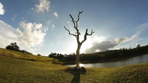 Dead Tree Sun Setting Timelapse Stock Footage 91921275