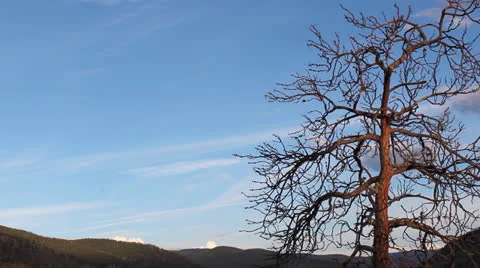 Dead Tree Sundown Cloud Time Lapse Video stock 25273117