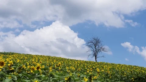 A dead tree in a sunflower field with heavy clouds Stockbeeldmateriaal 83678200