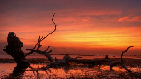 Dead Tree Sunset Video stock 57335433
