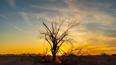 Dead Tree Sunset Video stock 114923652