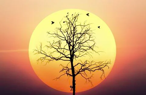 Dead tree sunset 库存照片