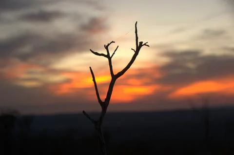 Dead tree in Sunset Stock Photos