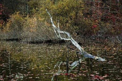 Dead tree in the swamp Stock Photos