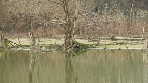 Dead tree in the swamp in winter 4K- Italian Nature Stock Footage 95991782