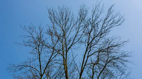 Dead Tree Swaying in the Wind. HD 1080. 스톡 동영상 39848916