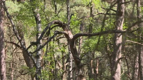 Dead tree in temperate forest during drought Stock Footage 131847192