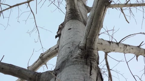 Dead Tree Tilt Up Stock Footage 42947599