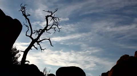 Dead tree time lapse Stock Footage 8944851