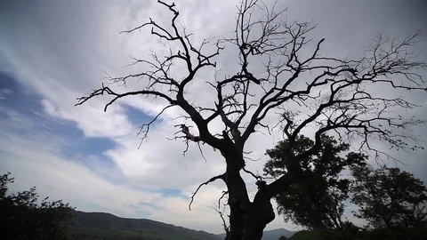 Dead tree timelapse, sky and clouds Stock Footage 77571607