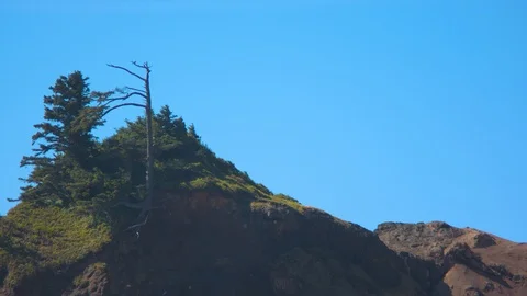 Dead Tree on Top of a Cliff Stock Footage 91047658
