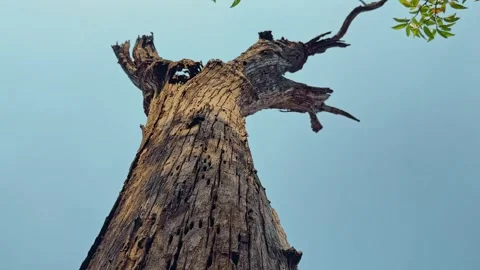 Dead tree trunk against blue sky with dramatic low angle perspective Stock Footage 336633941