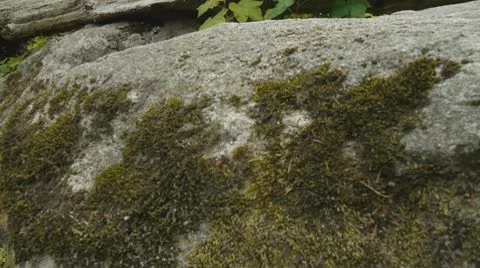 Dead tree trunk and rocks in forest (shot from Jib). Stock Footage 10586667
