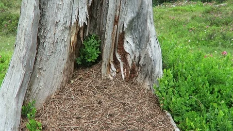 Dead tree trunk and wood ants hill at alpine hiking trail in Tirol Austria. Video stock 117352160
