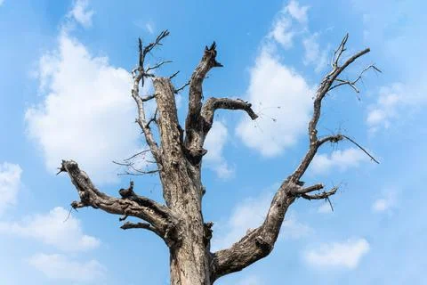 Dead tree trunk with bare branches reaching upward against a blue cloudy sky Stock Photos