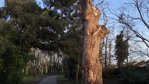 Dead Tree Trunk Bark MorningSun Stock Footage 263885920
