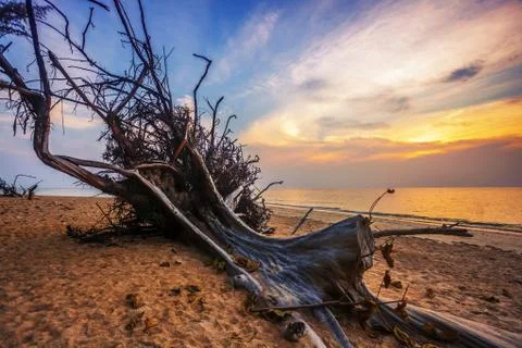 Dead tree trunk on beach Stock Photos