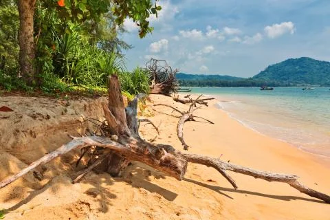 Dead tree trunk on beach Stock Photos