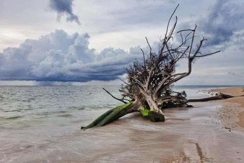 Dead tree trunk on beach Stock Photos