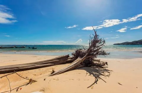 Dead tree trunk on beach Stock Photos
