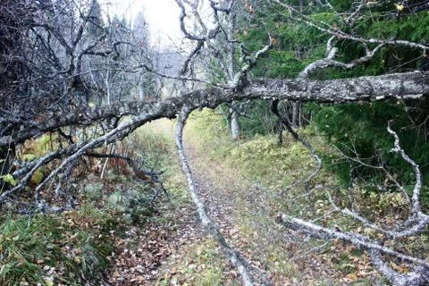 Dead tree trunk blocking the way Stock Photos