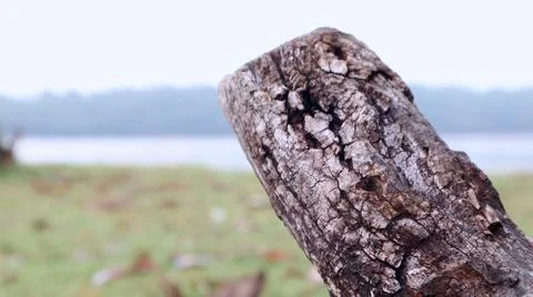 Dead tree trunk with blurred background. vintage 写真素材