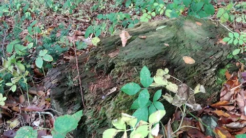 Dead tree trunk in the castle garden of Duivenvoorde Stock Footage 169082291