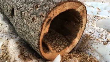 Dead tree trunk close up hollowed out by parasites Video stock 85869182