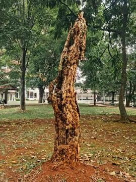Dead tree trunk decaying in leafy park. Forest ecology and natural decompos.. 库存照片