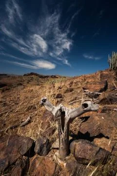 Dead tree trunk in dry landscape Stock Photos