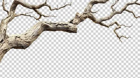 Dead tree trunk as element Stock Photos