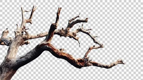 Dead tree trunk as element Stock Photos