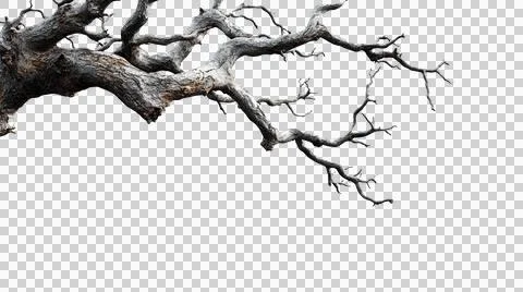 Dead tree trunk as element Stock Photos