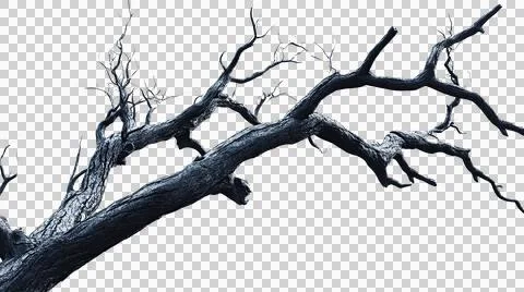 Dead tree trunk as element Stock Photos