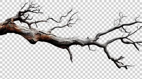 Dead tree trunk as element Stock Photos