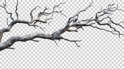 Dead tree trunk as element Stock Photos