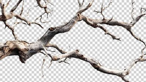 Dead tree trunk as element Stock Photos