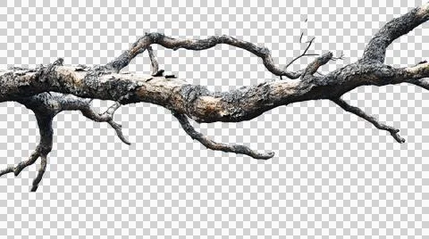 Dead tree trunk as element Stock Photos