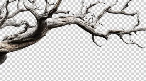 Dead tree trunk as element Stock Photos