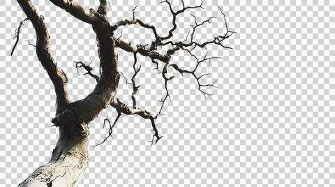 Dead tree trunk as element Stock Photos