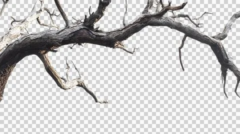 Dead tree trunk as element Stock Photos