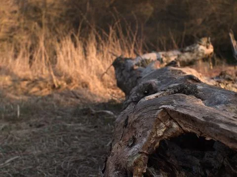 Dead Tree Trunk in the Evening Sun Foto stock